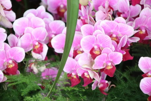 元旦祝福 自帶喜氣的綠植花卉，伴您走進2019