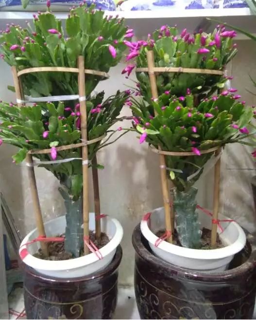 吉祥綠植添喜氣，如意花卉送實惠——綠蘿盆景與托盤組合大讓利